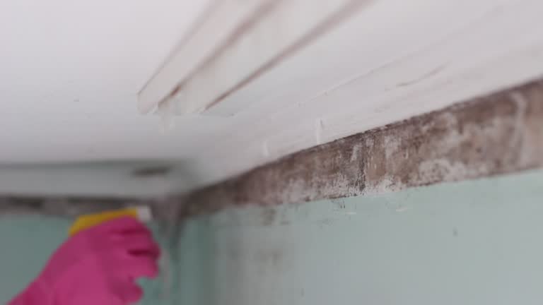 Mold Removal for HVAC Installations in Syosset, NY
